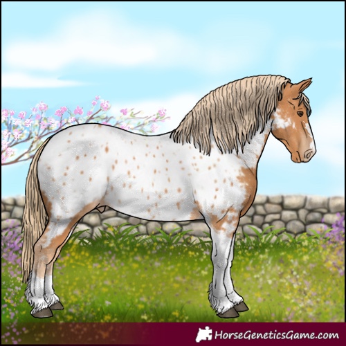 Horse Color:Chestnut Tobiano Near Leopard