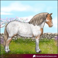 Horse Color:Chestnut Tobiano Near Leopard
