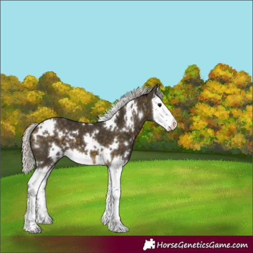 Horse Color:White Spotted Silver Buckskin Splash Appaloosa 