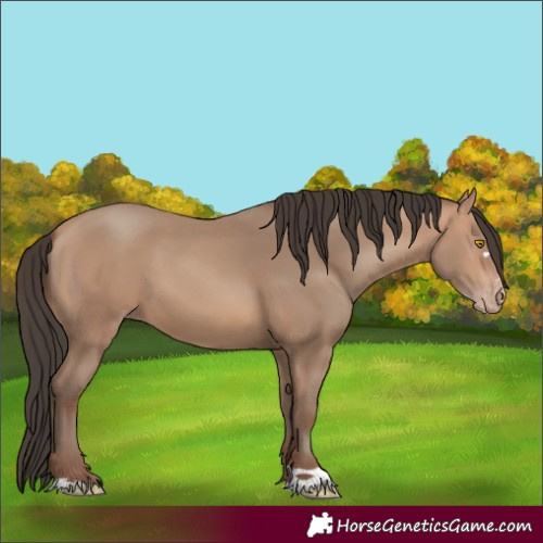 Horse Color:Amber Champagne 