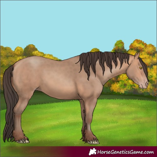 Horse Color:Amber Champagne 