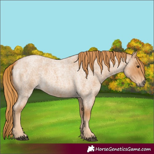 Horse Color:Red Roan 