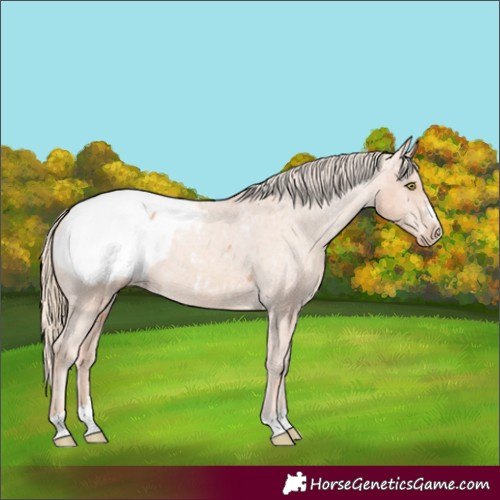 Horse Color:Gold Champagne Appaloosa