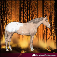 Horse Color:Gold Champagne Snowcap 