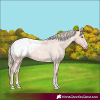 Horse Color:Gold Champagne Appaloosa 