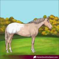 Horse Color:Gold Champagne Appaloosa