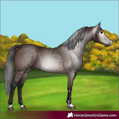 Horse Color:Gray Bay 