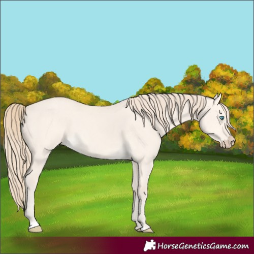 Horse Color:Perlino Dun
