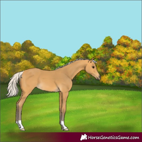 Horse Color:Silver Buckskin