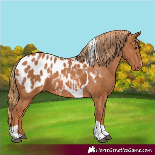 Horse Color:Chestnut Tobiano Blanket 