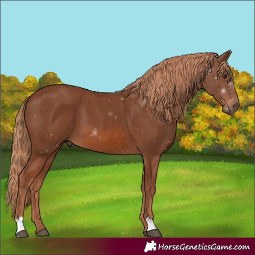 Horse Color:Chestnut 