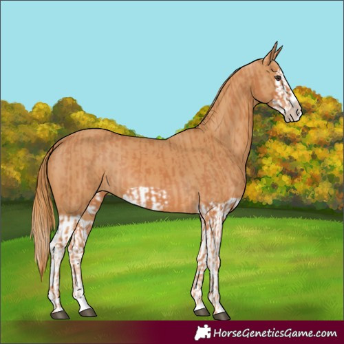 Horse Color:Chestnut Splash Frame  and Chestnut Splash Frame 