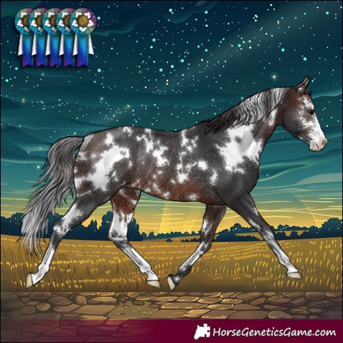 Horse Color:White Spotted Brown Sabino Varnish Rabicano