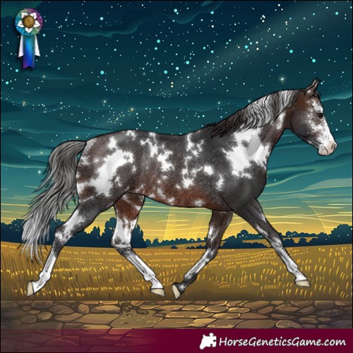 Horse Color:White Spotted Brown Sabino Appaloosa Rabicano 