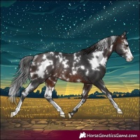 Horse Color:White Spotted Brown Sabino Appaloosa Rabicano