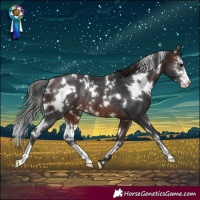 Horse Color:White Spotted Brown Sabino Appaloosa Rabicano