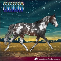 Horse Color:White Spotted Brown Sabino Varnish Rabicano