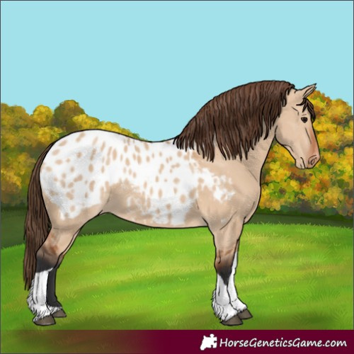 Horse Color:Bay Dun Tobiano Blanket