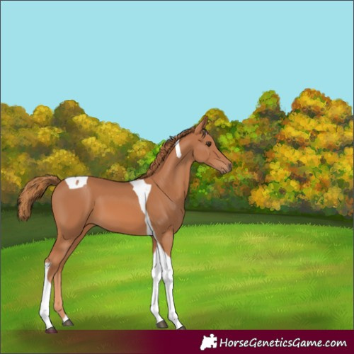 Horse Color:Chestnut Tobiano 