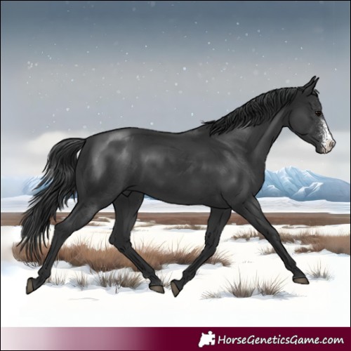 Horse Color:Black Sabino 