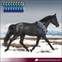 Horse Color:Black 