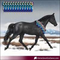 Horse Color:Black 