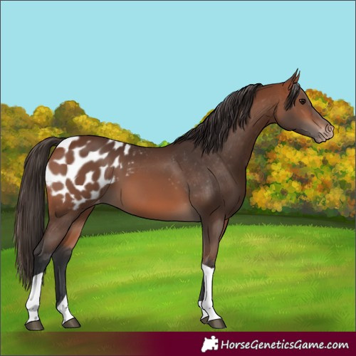 Horse Color:Bay Tobiano Blanket 