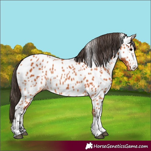 Horse Color:Bay Tobiano Near Leopard 