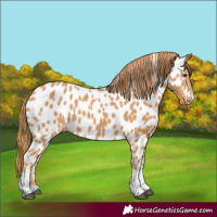 Horse Color:Chestnut Tobiano Leopard