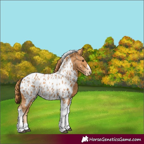 Horse Color:Chestnut Tobiano Near Leopard