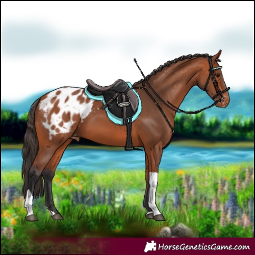 Horse Color:Bay Tobiano Blanket 