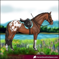 Horse Color:Bay Tobiano Blanket 