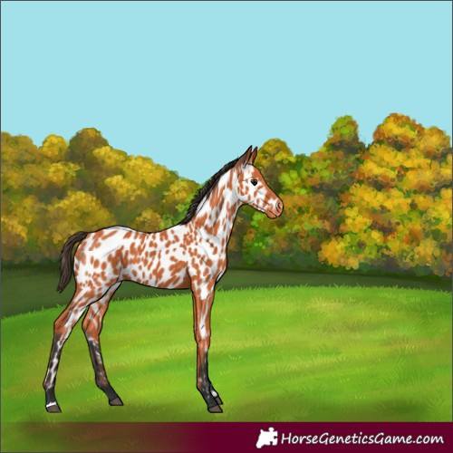 Horse Color:Bay Near Leopard 