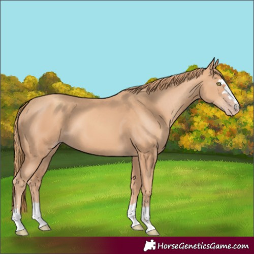 Horse Color:Gold Champagne 