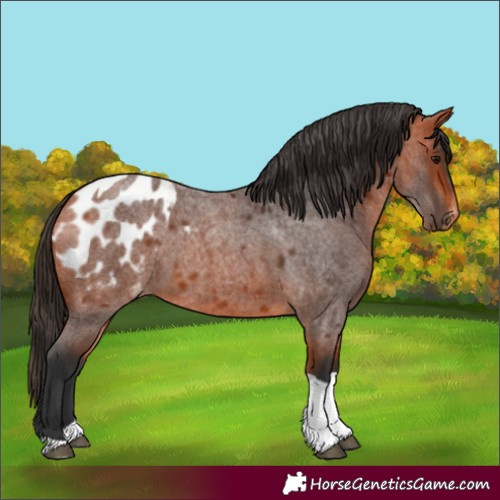 Horse Color:Bay Roan Tobiano Blanket