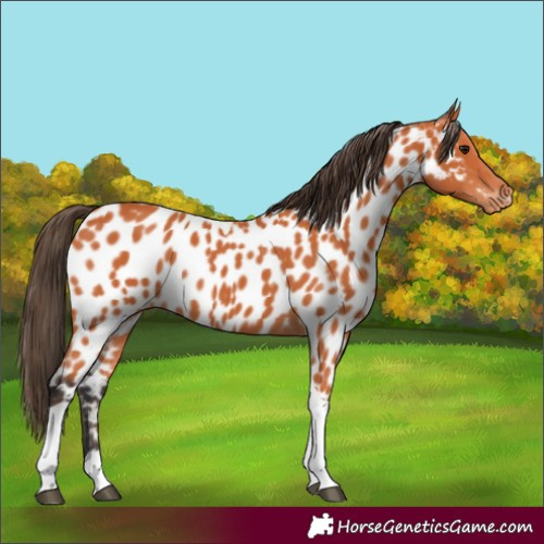 Horse Color:Bay Tobiano Near Leopard