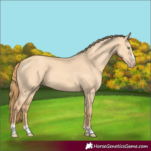 Horse Color:Gold Champagne Dun 