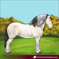 Horse Color:Buckskin Roan Dun Tobiano Frame 