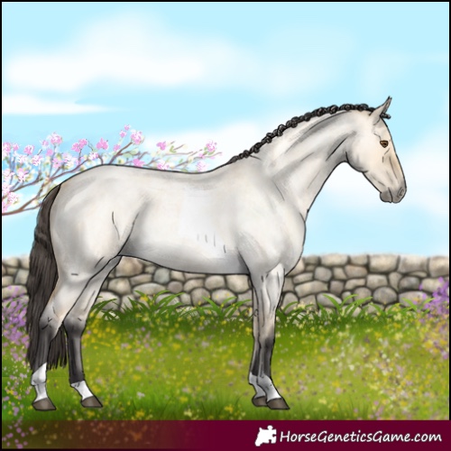 Horse Color:Buckskin Roan Dun Tobiano 