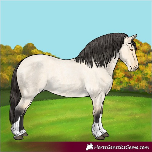 Horse Color:Buckskin Roan Dun Tobiano 