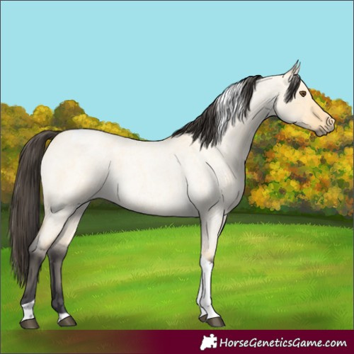 Horse Color:Buckskin Roan Dun Tobiano 