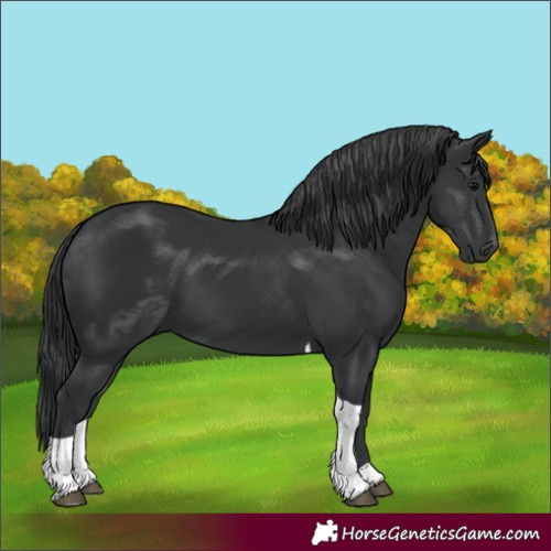 Horse Color:Black Tobiano 