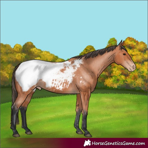 Horse Color:Bay Appaloosa