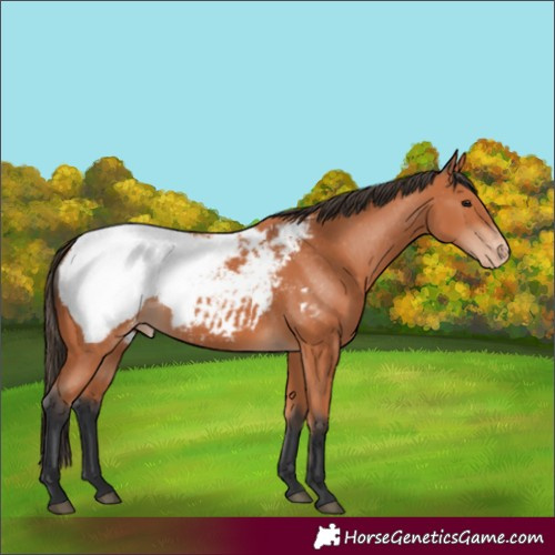 Horse Color:Bay Snowcap 