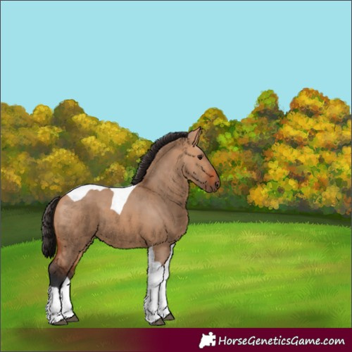 Horse Color:Bay Dun Tobiano 