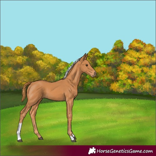 Horse Color:Chestnut Tobiano