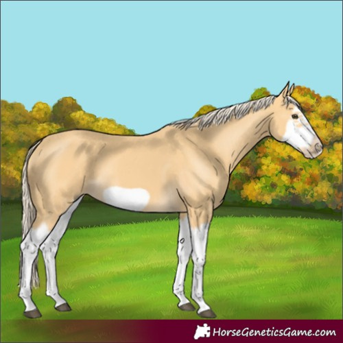 Horse Color:Palomino Splash Frame