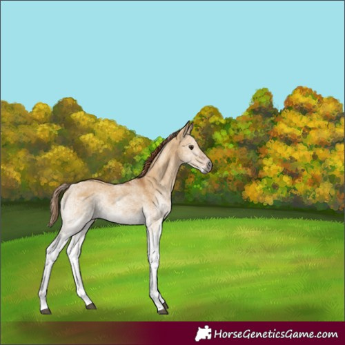 Horse Color:Gray White Spotted Red Dun 