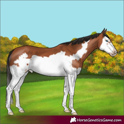 Horse Color:Bay Splash Frame