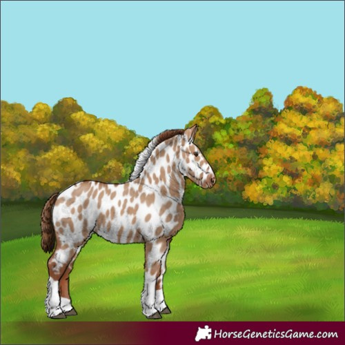 Horse Color:Red Dun Tobiano Near Leopard 